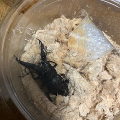 国産ノコギリクワガタ　山梨県産　野外採取　WDの画像