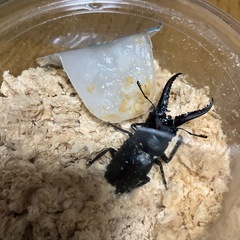 国産ノコギリクワガタ　山梨県産　野外採取　WDの画像