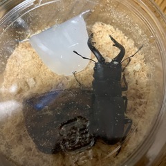 国産ノコギリクワガタ　山梨県産　野外採取　WDの画像