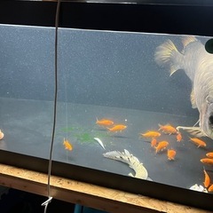 熱帯魚の画像
