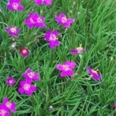 草花火の画像