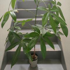 インテリア　観葉植物　パキラ　実生　100cmの画像
