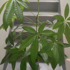 インテリア　観葉植物　パキラ　実生　100cmの画像