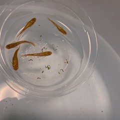 メダカ無人販売
の画像