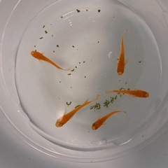 メダカ無人販売
の画像
