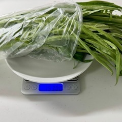 【無農薬】【現地手渡】採れたて空芯菜 の画像