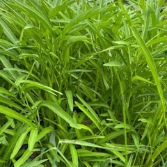 【無農薬】【現地手渡】採れたて空芯菜 の画像