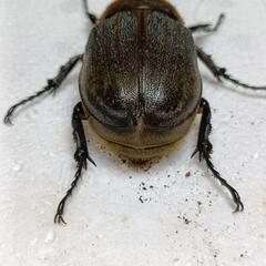 DHヘラクレス　ヘラクレスオオカブト　メス単　65mmの画像