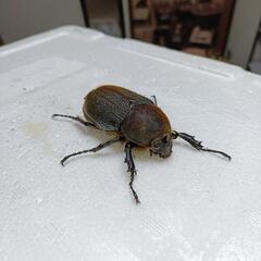 DHヘラクレス　ヘラクレスオオカブト　メス単　65mmの画像