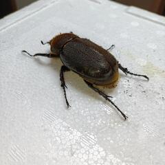 DHヘラクレス　ヘラクレスオオカブト　メス単　65mmの画像