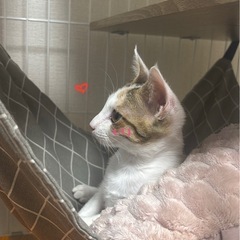 元気な三毛の女の子里親募集です🎀🐱♡