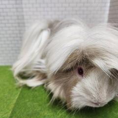 モルモットペルビアン