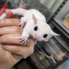 モモンガリューシ1