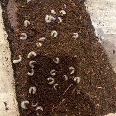 カブトムシの幼虫の画像