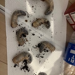 カブトムシの幼虫の画像