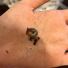カブトムシの幼虫の画像