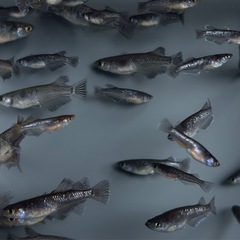 20匹【画像同等】メダカ　稚魚〜若魚産卵サイズ　めだか　ミッドナイトフリル系ミックスの画像