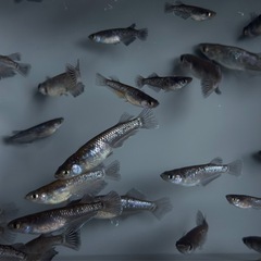 20匹【画像同等】メダカ　稚魚〜若魚産卵サイズ　めだか　ミッドナイトフリル系ミックスの画像