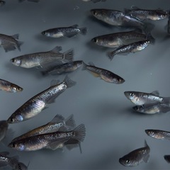20匹【画像同等】メダカ　稚魚〜若魚産卵サイズ　めだか　ミッドナイトフリル系ミックスの画像