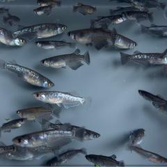 20匹【画像同等】メダカ　稚魚〜若魚産卵サイズ　めだか　ミッドナイトフリル系ミックスの画像