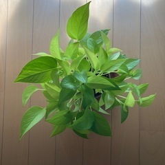 観葉植物ポトス、ライム
の画像