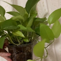 観葉植物ポトス、ライム
の画像