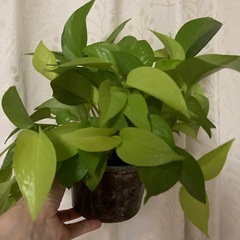 観葉植物ポトス、ライム
の画像