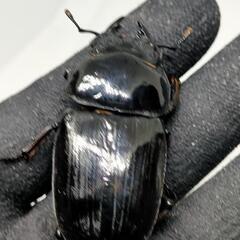予約済み　能勢YGオオクワガタ♀56.5ミリ使用済と♀54ミリディンプル有り未使用　♀二匹セットの画像
