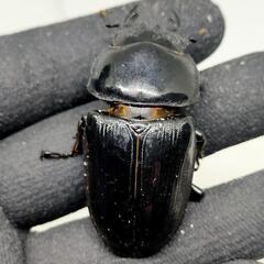 予約済み　能勢YGオオクワガタ♀56.5ミリ使用済と♀54ミリディンプル有り未使用　♀二匹セットの画像
