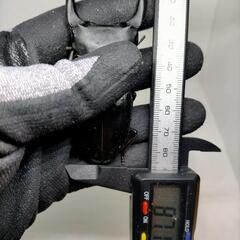 予約済み　能勢YGオオクワガタ♀56.5ミリ使用済と♀54ミリディンプル有り未使用　♀二匹セットの画像