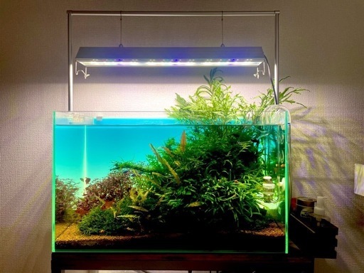 ボルビティスヒュディロッティ巨株