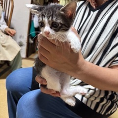 生後2ヶ月♡スーパーキュート4匹♡子猫