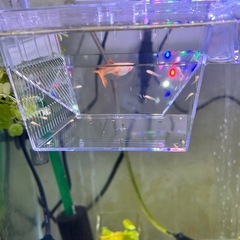 フルレッドグッピー　稚魚　10匹の画像