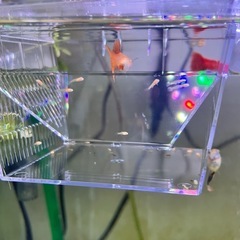フルレッドグッピー　稚魚　10匹の画像