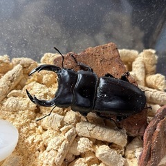 オオクワガタ♂62mmペア　茨城県産　の画像