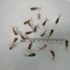 ☆オランダ獅子頭ローズテール  2.5-3.0cm前後 10匹 の画像