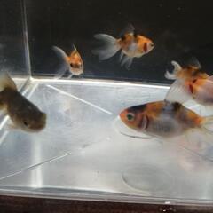 ☆琉金③  5.0cm前後 6匹 の画像