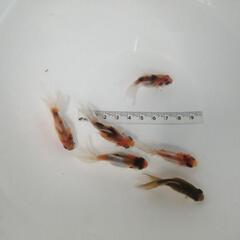 ☆琉金③  5.0cm前後 6匹 の画像