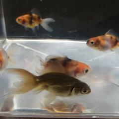 ☆琉金③  5.0cm前後 6匹 の画像