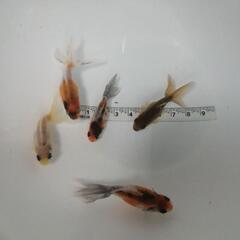 ☆東錦②  5.0-6.0cm前後 5匹 の画像
