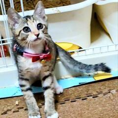 子猫4匹います♥️ミケキジ女の子♥️2.5ヶ月