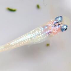 🍡桜餅🍡夜桜🩷　メダカ💛　10匹　針子　めだか　ラメ　キラッキラ...