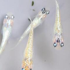 🍡桜餅🍡夜桜🩷　メダカ💛　10匹　針子　めだか　ラメ　キラッキラ💎パステルの画像
