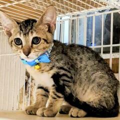 お話中!子猫4匹中のキジトラ君♥️2.5ヶ月