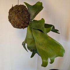 ビカクシダ　苔玉の画像
