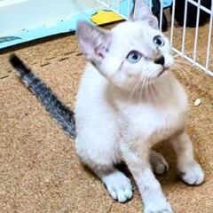 子猫4匹中のシャムMIXちゃん♥️