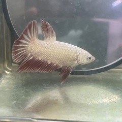 レッドドラゴン　ベタ1♂2雌トリオの画像