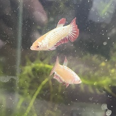 レッドドラゴン　ベタ1♂2雌トリオの画像
