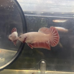レッドドラゴン　ベタ1♂2雌トリオの画像