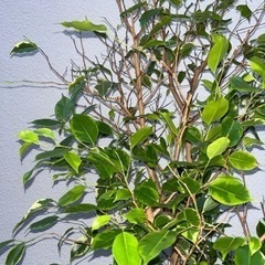 ベンジャミン　180㎝　観葉植物の画像